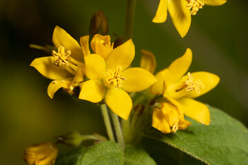 Blooming the yellow loosestrife (Lysimachia vulgaris) in the meadow, closeup