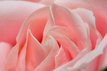 A macro close up of the petals of a pink rose