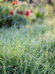 Morning dew in the garden