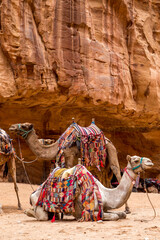 camels in historic city