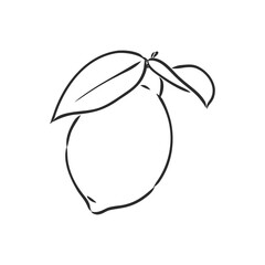 Hand drawn vector lemon slice, piece, on light background. lemon, vector sketch illustration