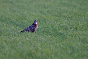 Large bird of prey hunts in the grass. Majestic brown feathered buzzard in the endless nature