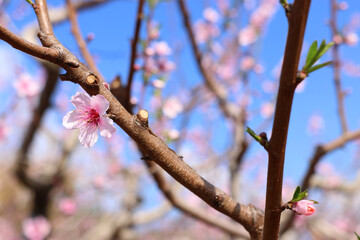background of spring cherry blossoms tree. selective focus