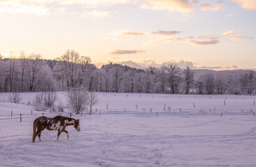 Horse in winter
