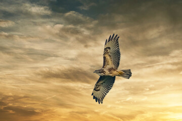 Large bird of prey soars in the dramatic golden brown sky, and hunts in the wilderness. Majestic brown feathered buzzard flies into endless nature