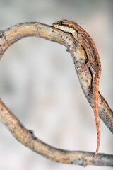 Lepidodactylus lugubris - crying gecko