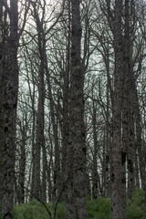 Akfadou forest in Bejaia, Algeria, a Forest of oak and beech