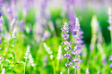 Closeup nature view of purple flower, Lavender on greenery background using as fresh ecology concept