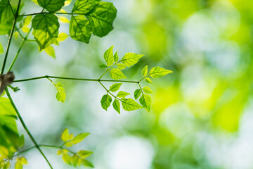 Closeup nature view of green leaf with copy space using as background and fresh ecology wallpaper concept
