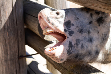 Funny horse muzzle with open mouth close-up