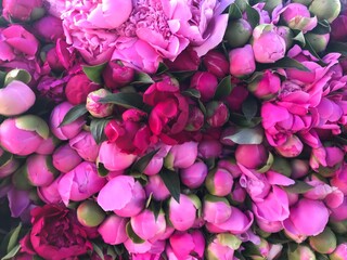 Texture of the peonies flowers. Bright pink and white peonies.