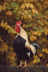 portrait of an white and black rooster near the forest standing on the fence. close-up domestic bird at the farm © badescu