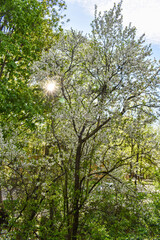 Fototapeta premium dawn in the spring flowering garden