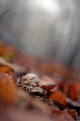 a snail in the beech forest in foggy day during fall season. Cornu aspersum creature in the wild