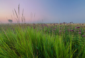 616-55 Springbrook Prairie Morning Mist