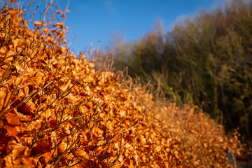 Beech hedge in golden fall or autumn colours