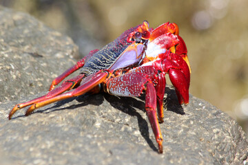 rote_Klippenkrabbe