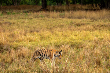 wild female bengal tiger walking in tall grass for territory marking during outdoor jungle safari at kanha National Park or Tiger Reserve Madhya Pradesh India - panthera tigris tigris
