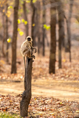Gray or Hanuman langurs or indian langur or monkey portrait perched on tree trunk during outdoor jungle safari at bandhavgarh national park or tiger reserve rajasthan india - Semnopithecus
