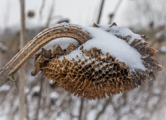 snow covered sunflower; seeds eaten by birds
