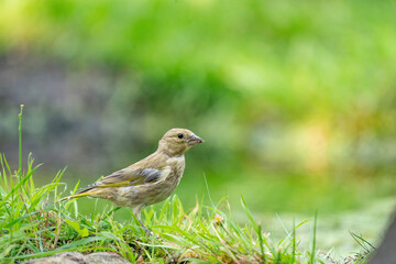 Close-up of a finch running in the grass. A pool of water in the green grass. Detailed in the bird