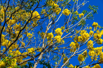 yellow flowers against a blue sky