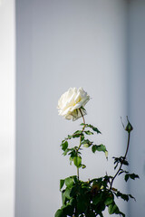 White rose