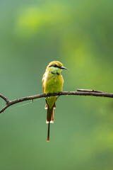 Green bee eater or Merops orientalis portrait in natural green background perched on a branch at ranthambore national park rajasthan india