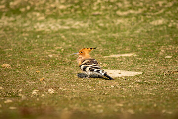 hoopoe or Upupidae portrait perched on ground at forest of central india