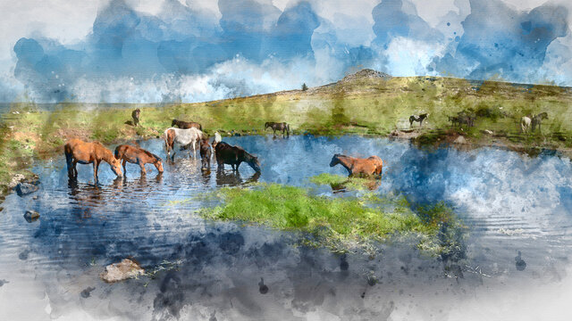 Digital watercolor painting of Beautiful Dartmoor ponies with foals, take a refreshing dip and drink on a hot Summer day on Dartmoor