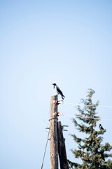 Crow sitting on a wooden electrical pole