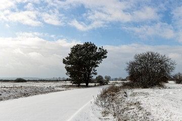 Road in countryside between farmlands with untouched snowfall. Winter landscape of wetland meadows...