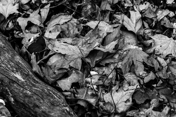 Dried Leaves