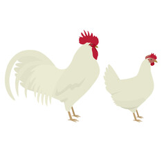 White Leghorn Breed of chickens Vector illustration Isolated object - obrazy, fototapety, plakaty