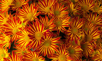Beautiful, colorful, vibrant red and yellow flowers for sale at a local farmers market in autumn
