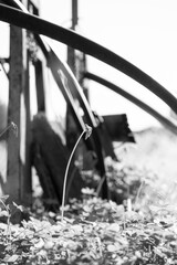 Grass following the sun