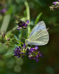 Joli papillon blanc