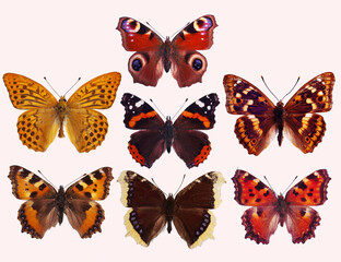 Butterflies are from the nymphalid family. Isolated on white background.