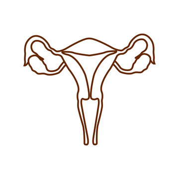 Uterus icon in outline style isolated symbol stock vector illustration.