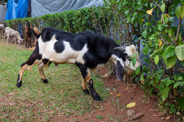A Kacang Goat tied up and feeding on vegetation during eid al-adha