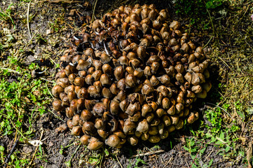Fiber cap mushrooms (Inocybe asterospora) growing in a forest