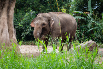 The critically endangered Sumatran Elephant at Taman Safari Park