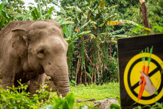 A Sumatran Elephant Beside A Don't Feed The Animals Sign At Taman Safari Park