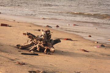 View of a broken part of a tree along the sands of Kovalam Beach, Chennai, India