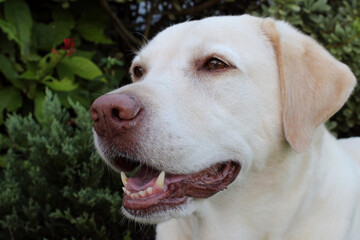 Yellow Labrador Retriever
