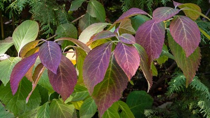 Purple leaves on  branch of hydrangea macrophylla on blurred background of evergreens. Selective focus. Close-up. Beautiful autumn composition of hydrangea leaves. Nature for design.