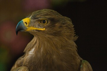 The Steppe Eagle! This is a large eagle, its feathering is bright & Dark brown, Eyes are brown, beak is hooked, dark grey at the bottom & yellow at base, the tail is short & have Strong legs.