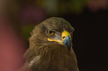 The Steppe Eagle! This is a large eagle, its feathering is bright & Dark brown, Eyes are brown, beak is hooked, dark grey at the bottom & yellow at base, the tail is short & have Strong legs.
