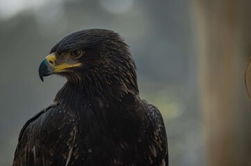 The Steppe Eagle! This is a large eagle, its feathering is bright & Dark brown, Eyes are brown, beak is hooked, dark grey at the bottom & yellow at base, the tail is short & have Strong legs.