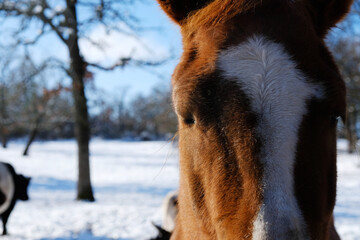 Sleepy horse with eye shut close up and winter snow background.